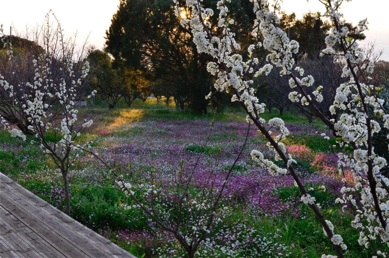 Villa Aliki Petrochori (Peloponnese) Exterior foto